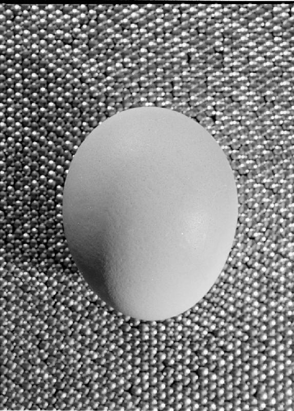 egg-contrast-1-s.jpg