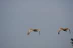 Sandhill Cranes Flying (48kb)