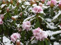 rhododendron-sc.jpg